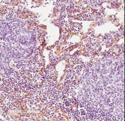 Fibroblast Antibody (ER-TR7) - Azide and BSA Free, Novus Biologicals 0.125